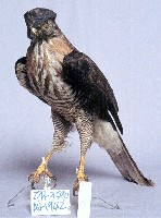 鳳頭蒼鷹藏品圖，第3張